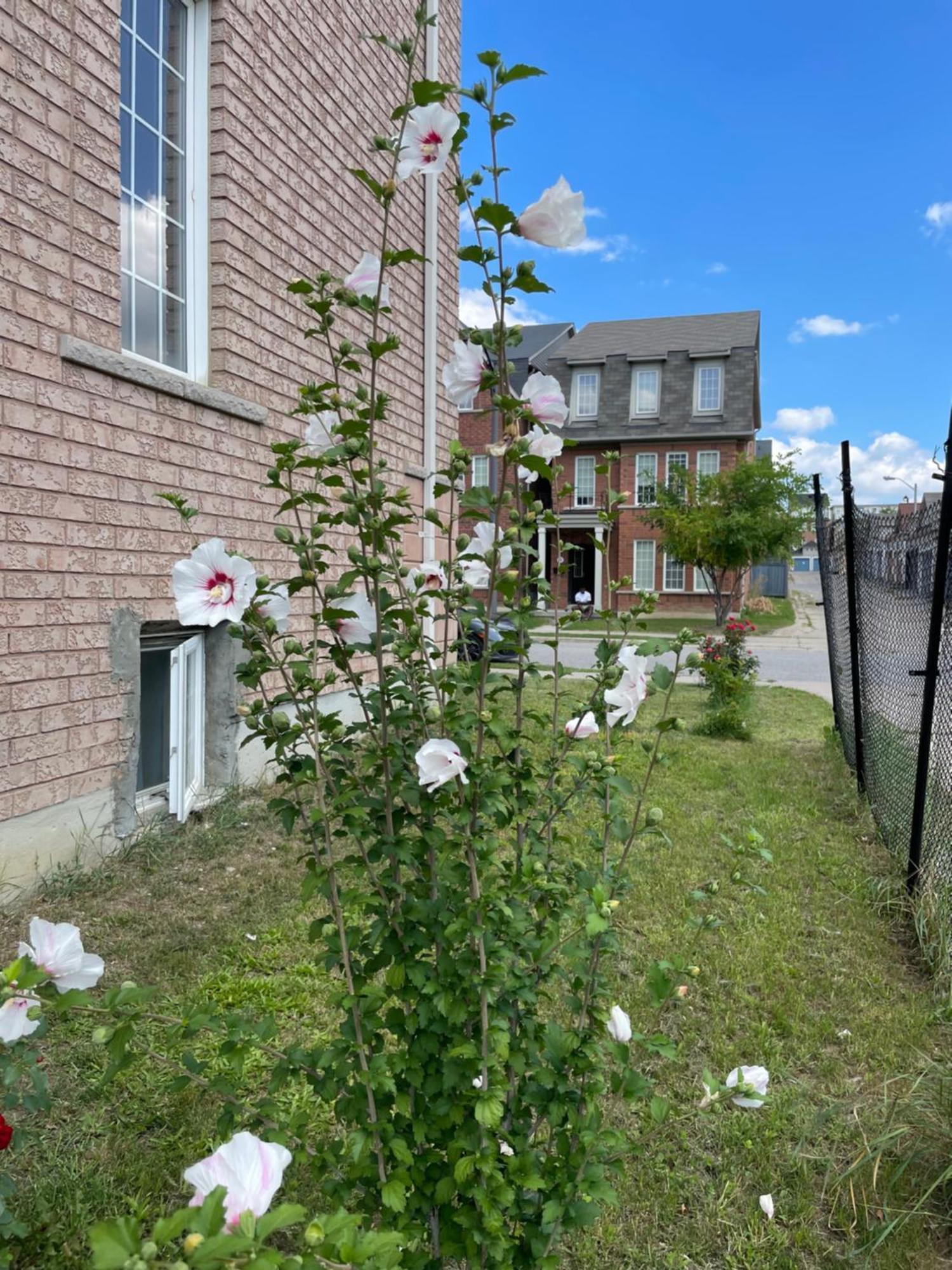 Nice Room At York University Toronto Exterior photo